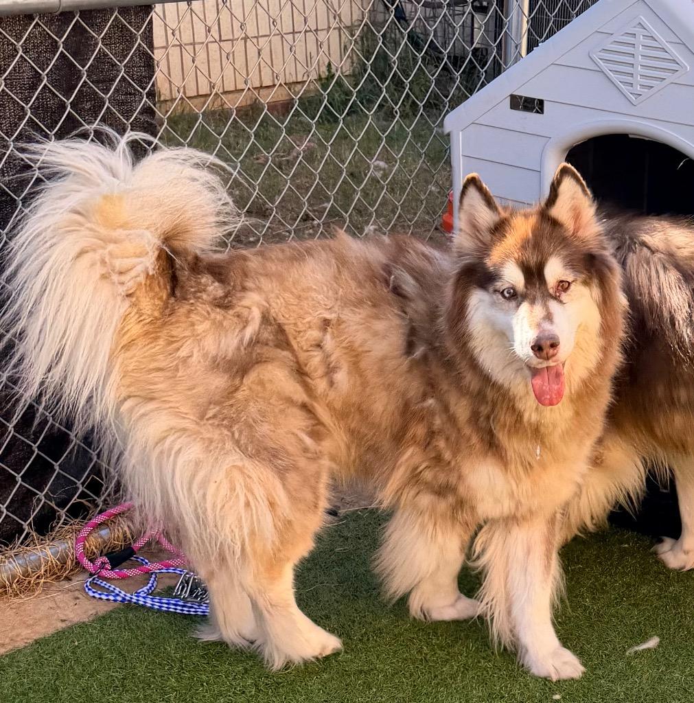 Jersey, Adoptable, Adult Female Husky & Alaskan Malamute.