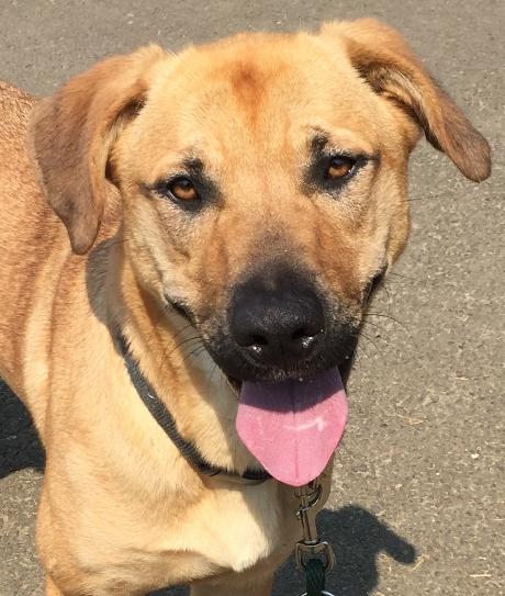 Tesa, ADOPTABLE, Senior Female Anatolian Shepherd.