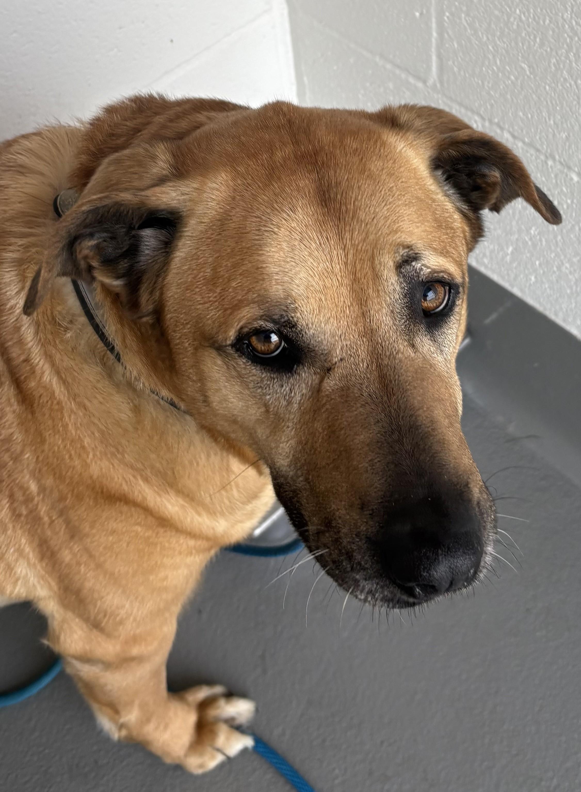 Enlarge Tesa, a ADOPTABLE mixed breed in Waldport, OR image 1/3