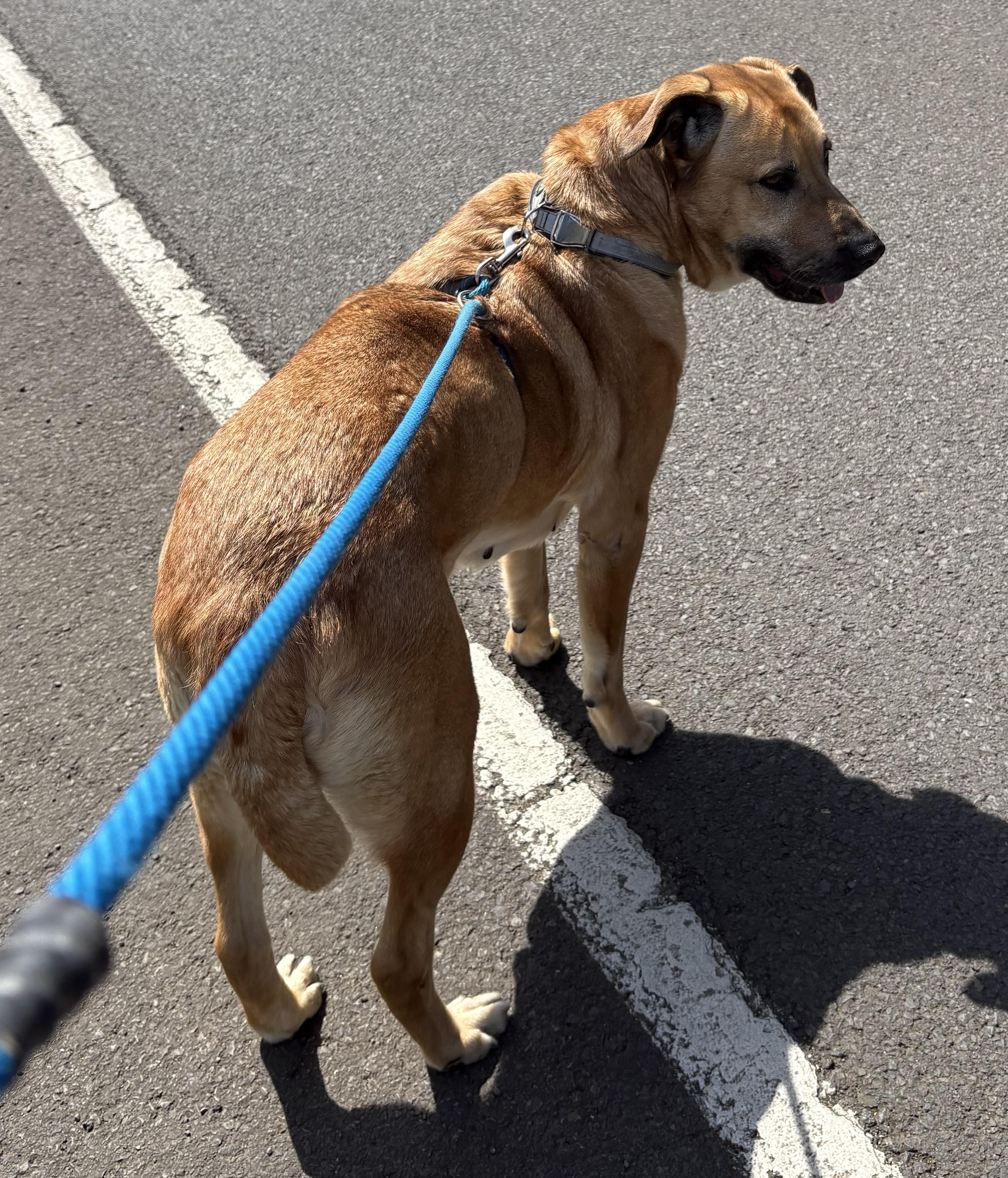 Enlarge Tesa, a ADOPTABLE mixed breed in Waldport, OR image 2/3