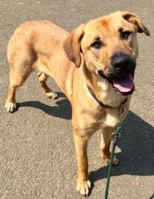 Tesa, a ADOPTABLE mixed breed in Waldport, OR image 2/2