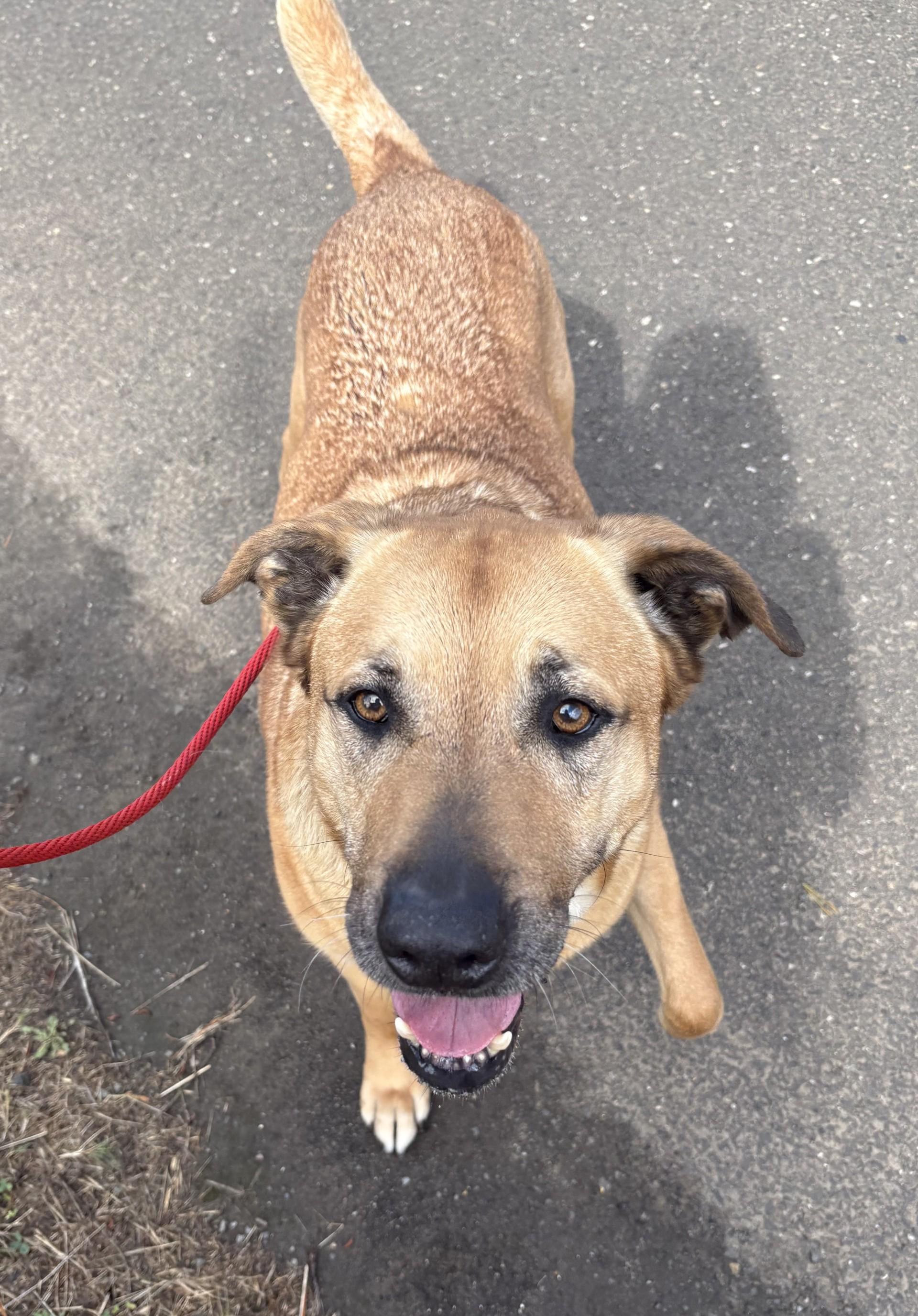Enlarge Tesa, a ADOPTABLE mixed breed in Waldport, OR image 3/3