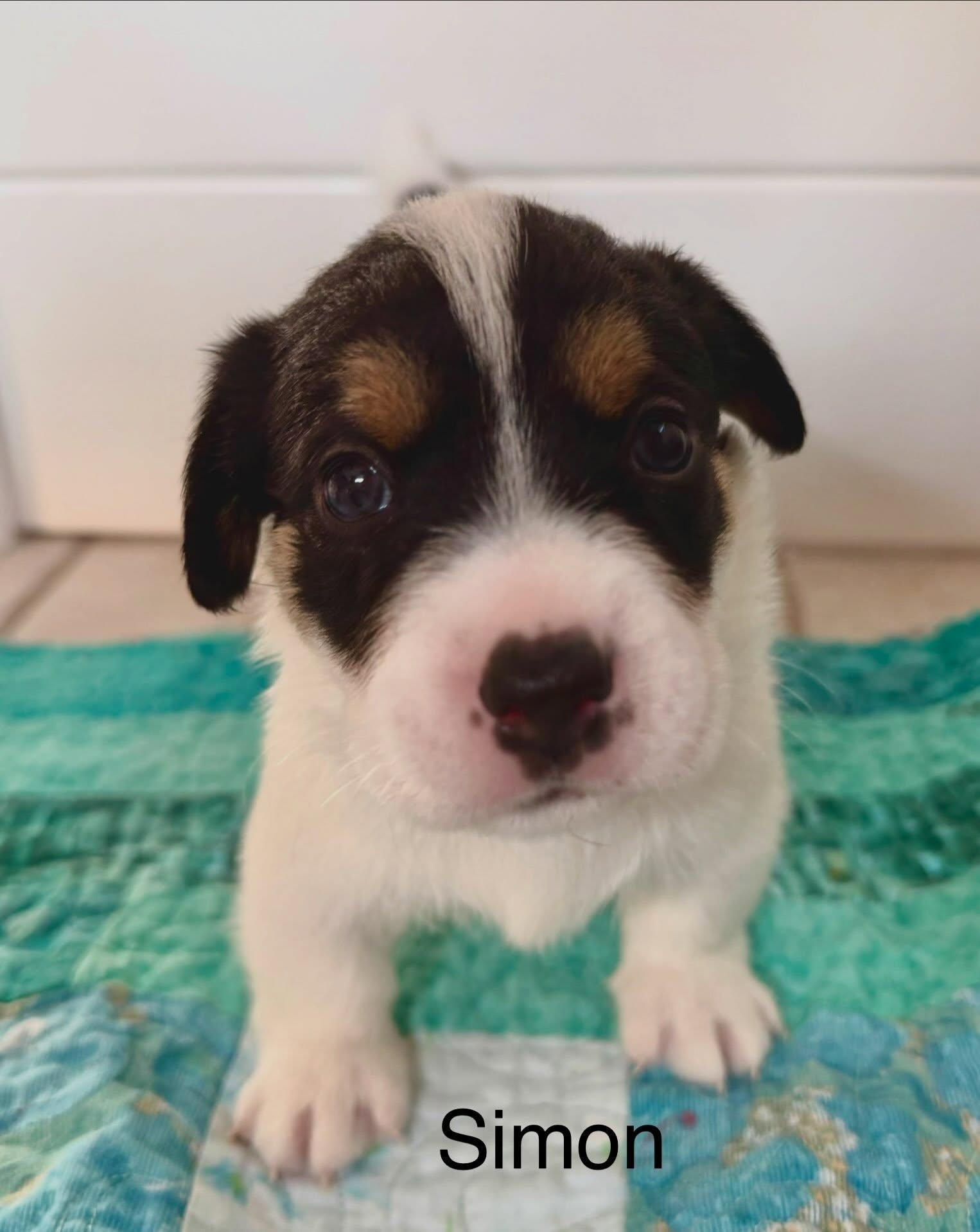 Simon, Adoptable, Puppy Male Jack Russell Terrier & Australian Shepherd.