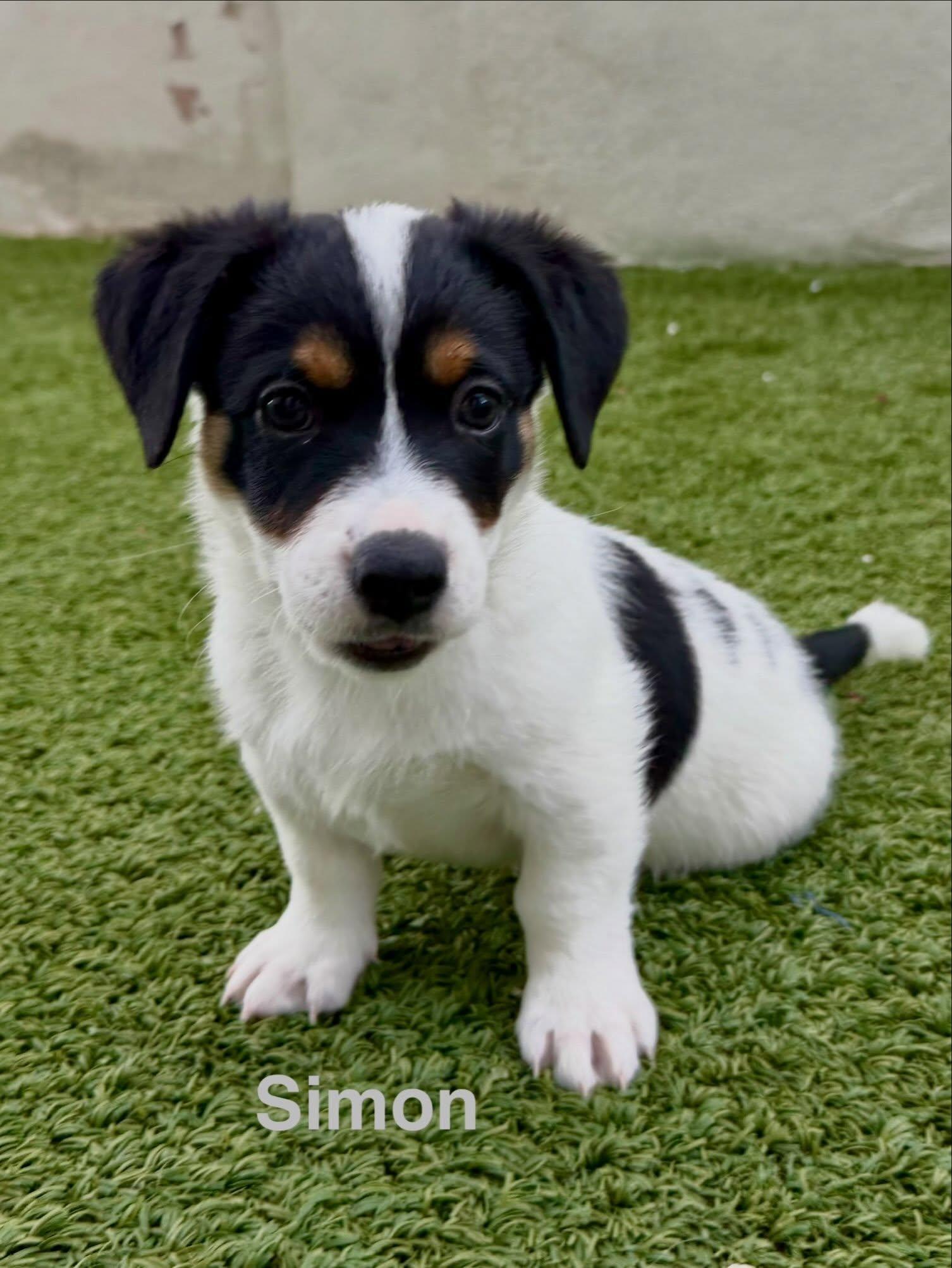 Simon, Adoptable, Puppy Male Jack Russell Terrier & Australian Shepherd.