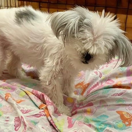 TINKER, a Adoptable Maltese in Marana, AZ image 1/4