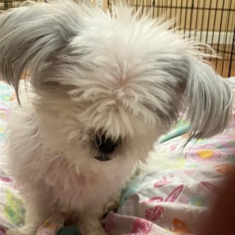 TINKER, a Adoptable Maltese in Marana, AZ image 2/4