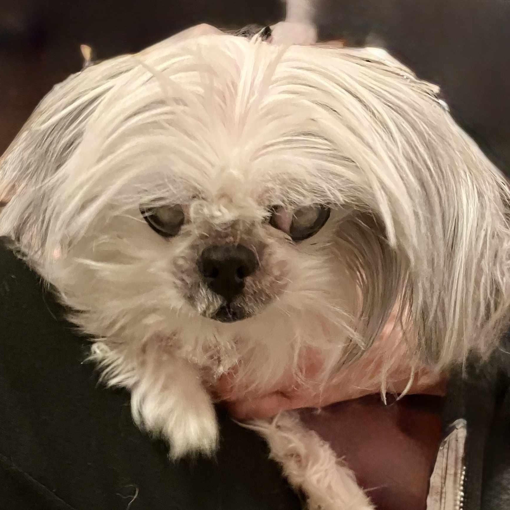 TINKER, a Adoptable Maltese in Marana, AZ image 3/4