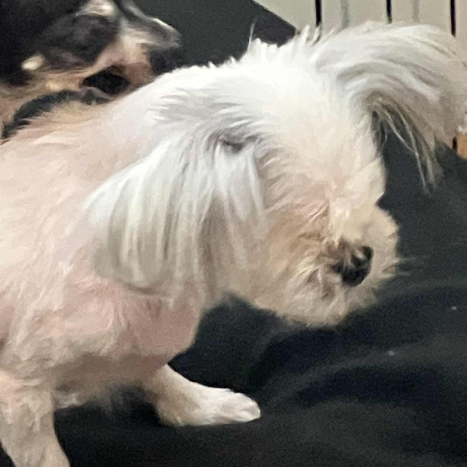 TINKER, a Adoptable Maltese in Marana, AZ image 4/4