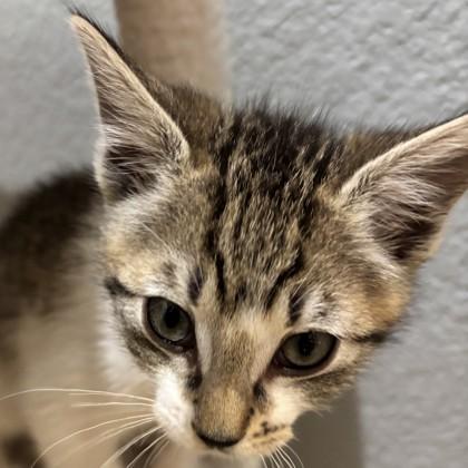 New York, Adoptable, Kitten Female Domestic Short Hair & Domestic Short Hair.