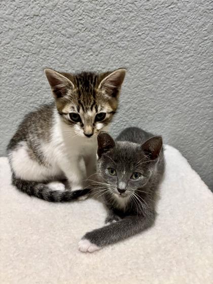 New York, a Adoptable mixed breed in Pleasanton, CA image 3/3