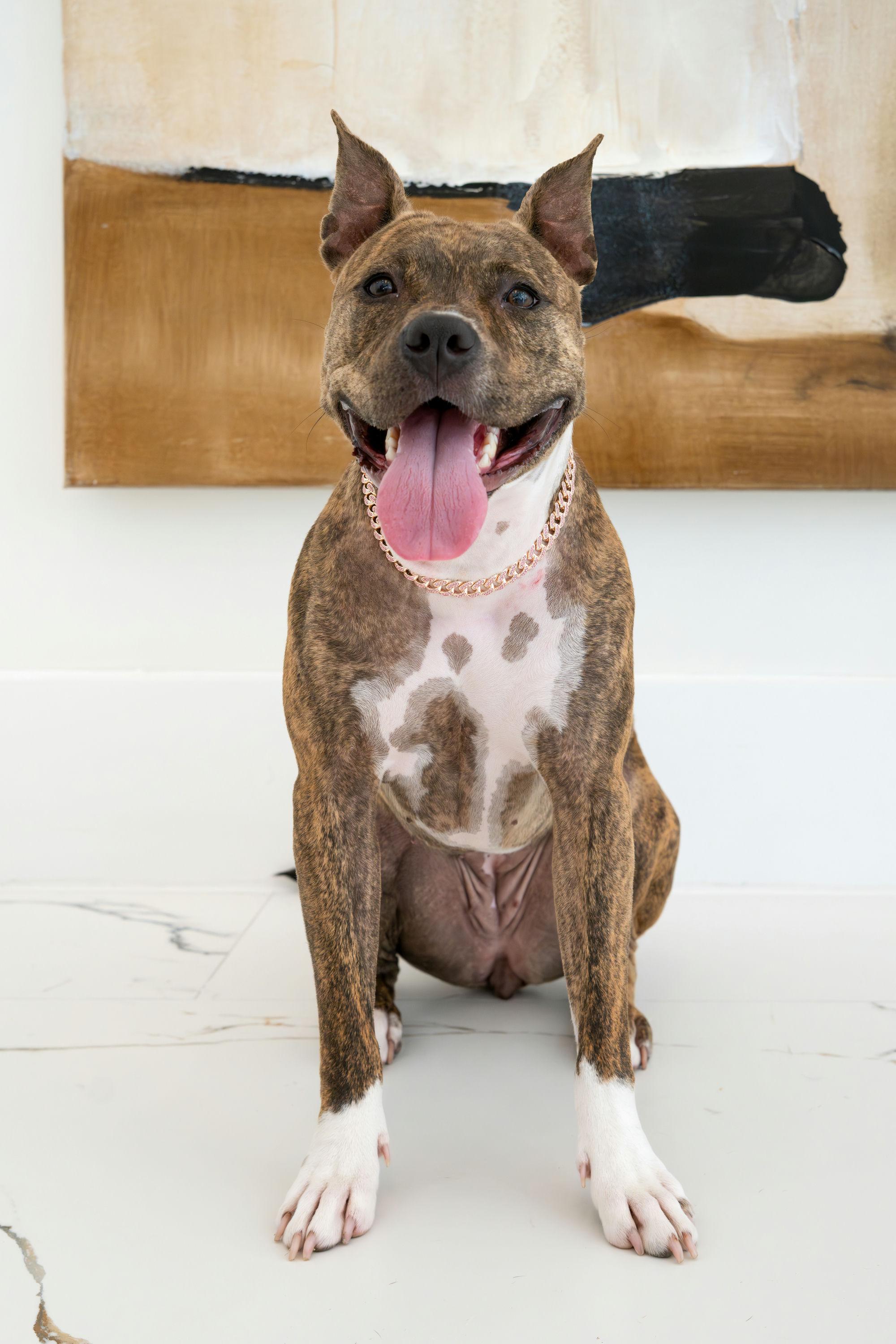 Enlarge Naala, a Adoptable mixed breed in Houston, TX image 2/6