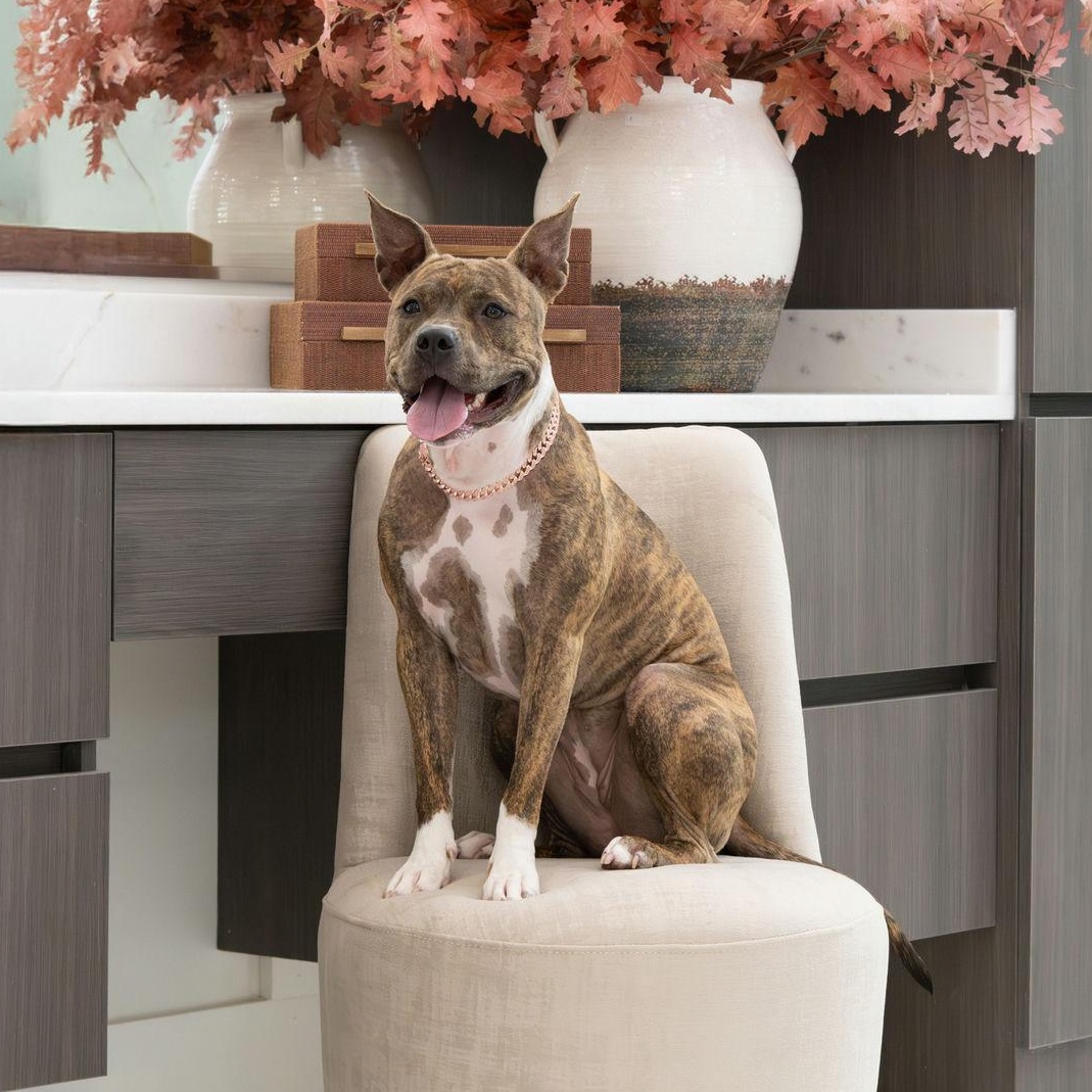 Enlarge Naala, a Adoptable mixed breed in Houston, TX image 3/6