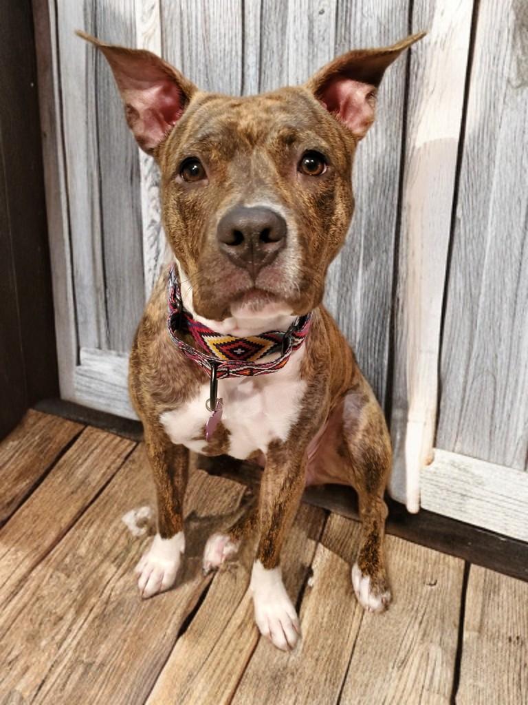 Enlarge Naala, a Adoptable mixed breed in Houston, TX image 6/6