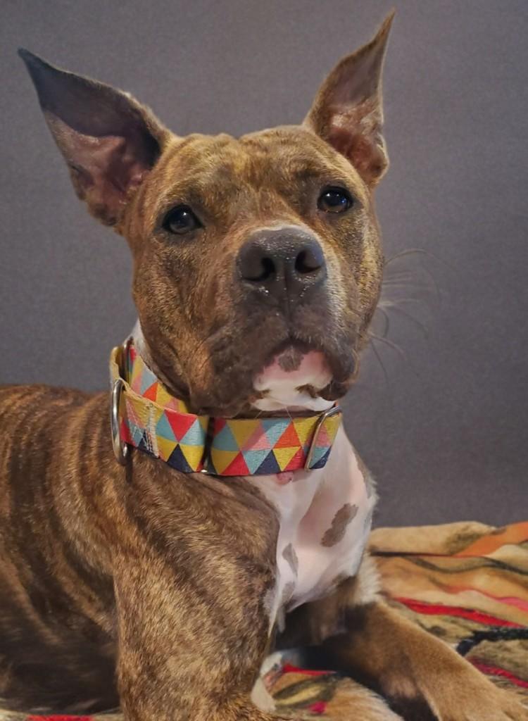 Naala, Adoptable, Young Female Boxer.