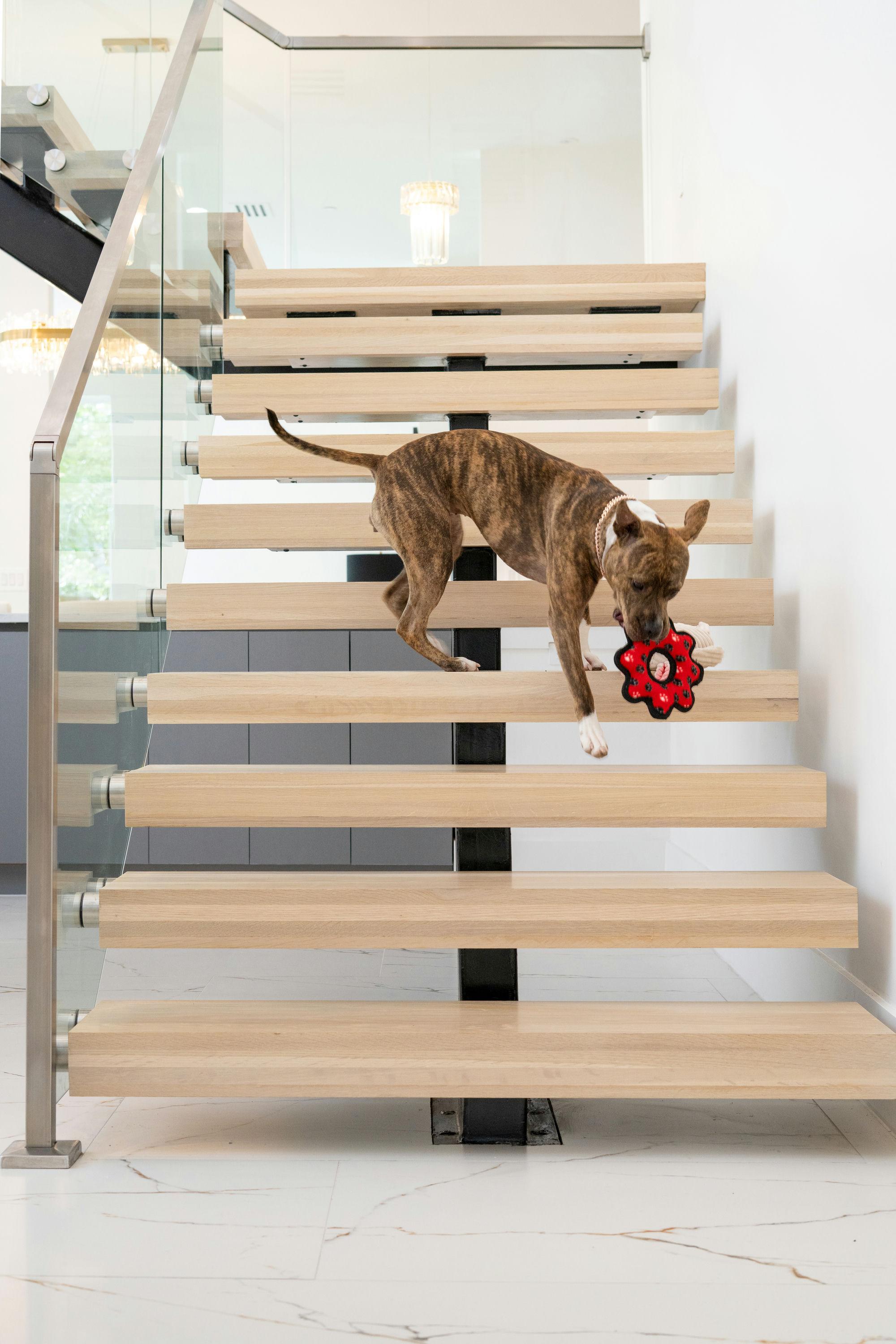 Enlarge Naala, a Adoptable mixed breed in Houston, TX image 5/6