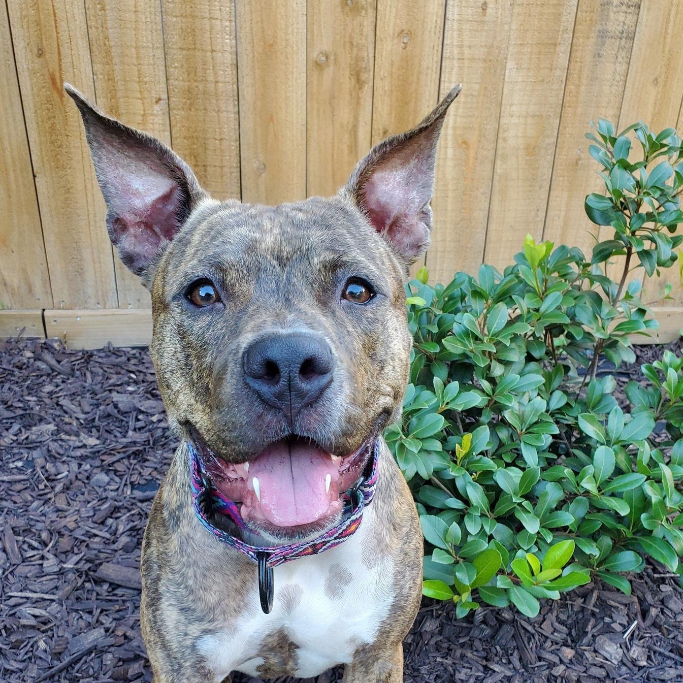 Enlarge Naala, a Adoptable mixed breed in Houston, TX image 4/6