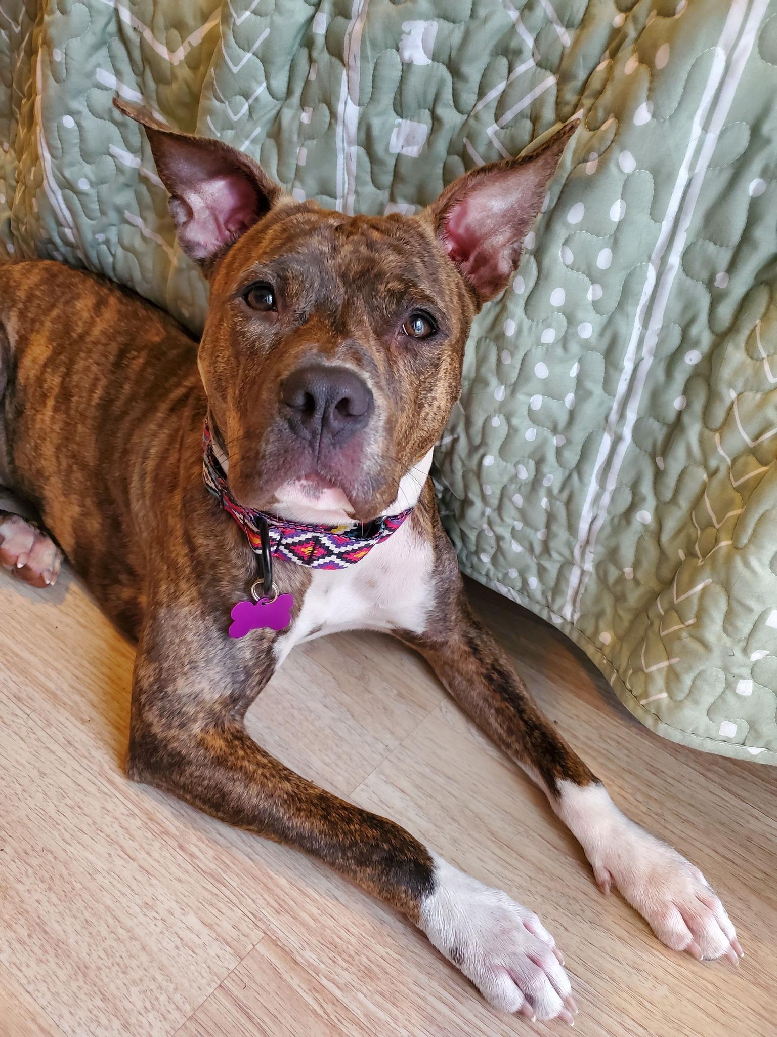 Enlarge Naala, a Adoptable mixed breed in Houston, TX image 1/6