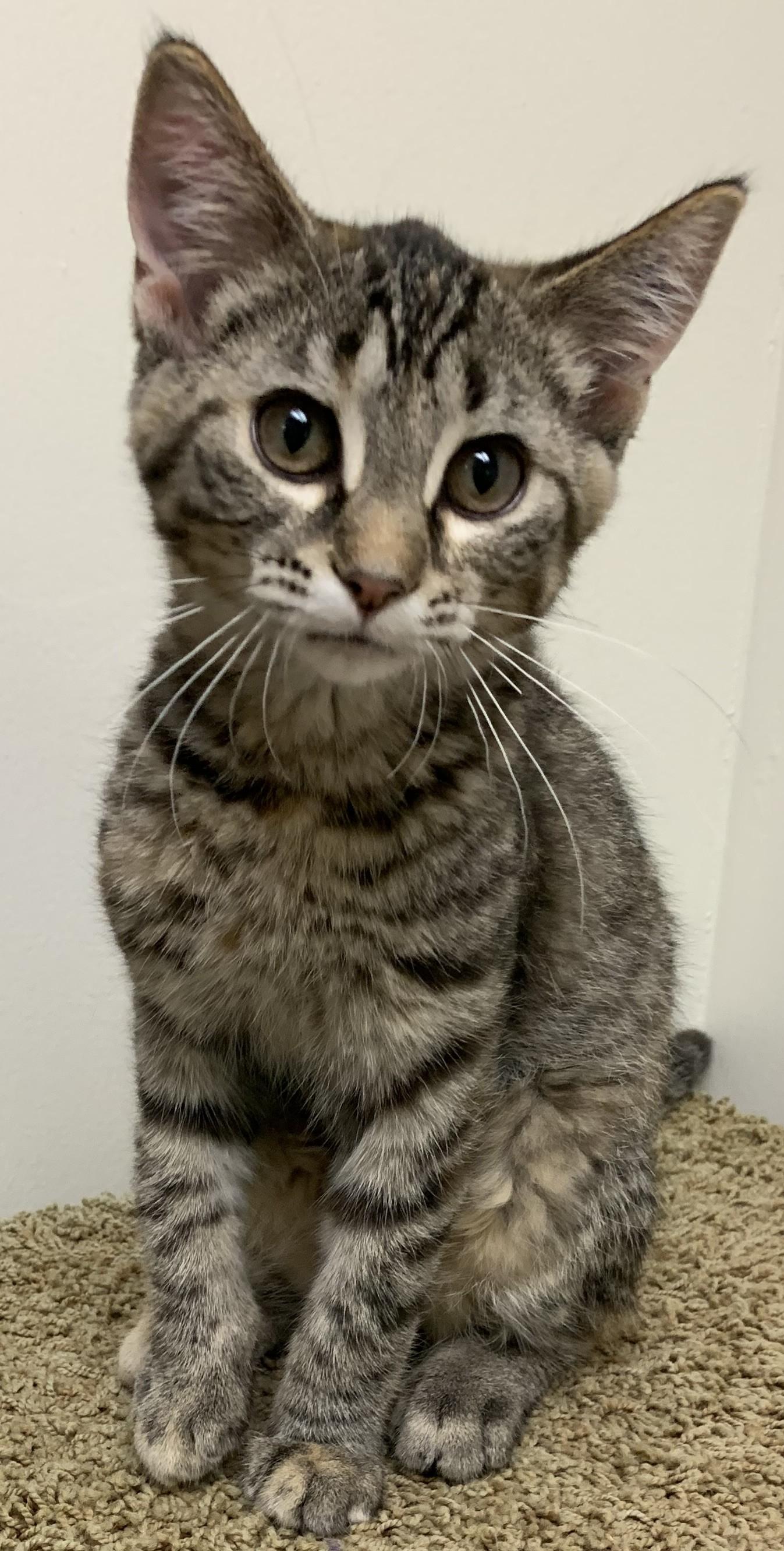 Heloise25, Baby Female Domestic Short Hair