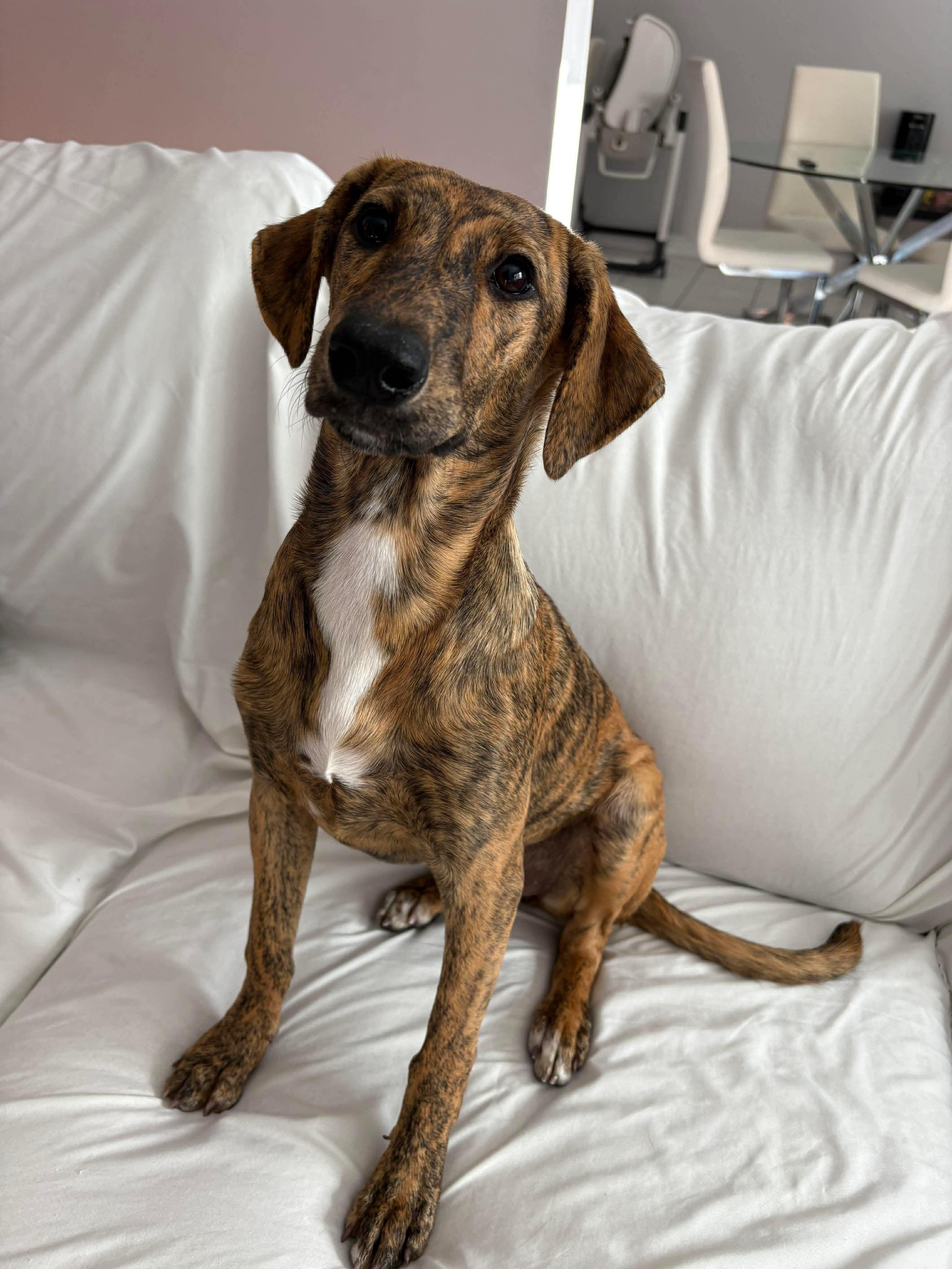 Enlarge CEZANNE, an adopted Mixed Breed in Etobicoke, ON image 1/4