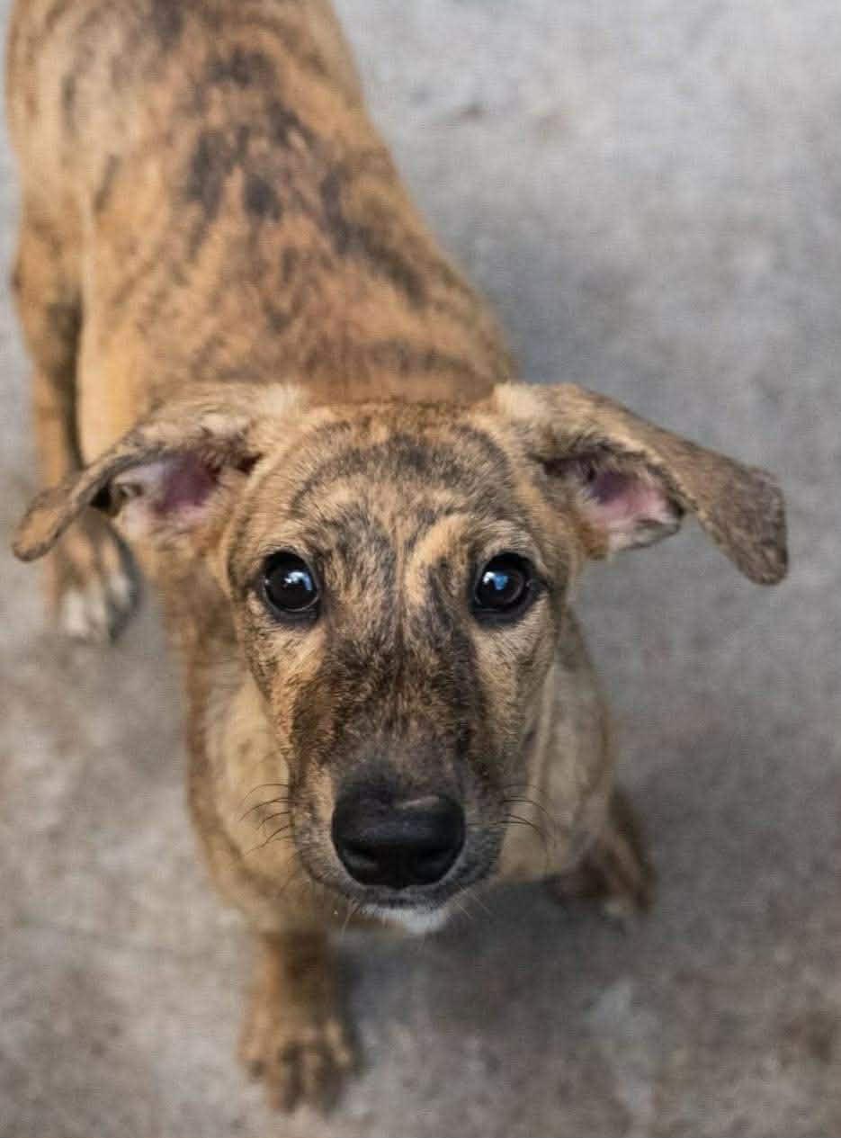Enlarge CEZANNE, an adopted Mixed Breed in Etobicoke, ON image 3/4