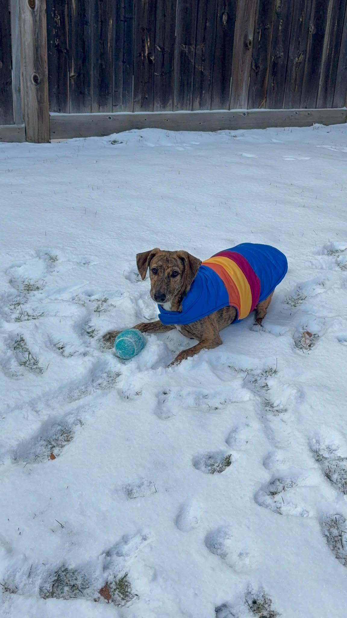 Enlarge CEZANNE, an adopted Mixed Breed in Etobicoke, ON image 2/4