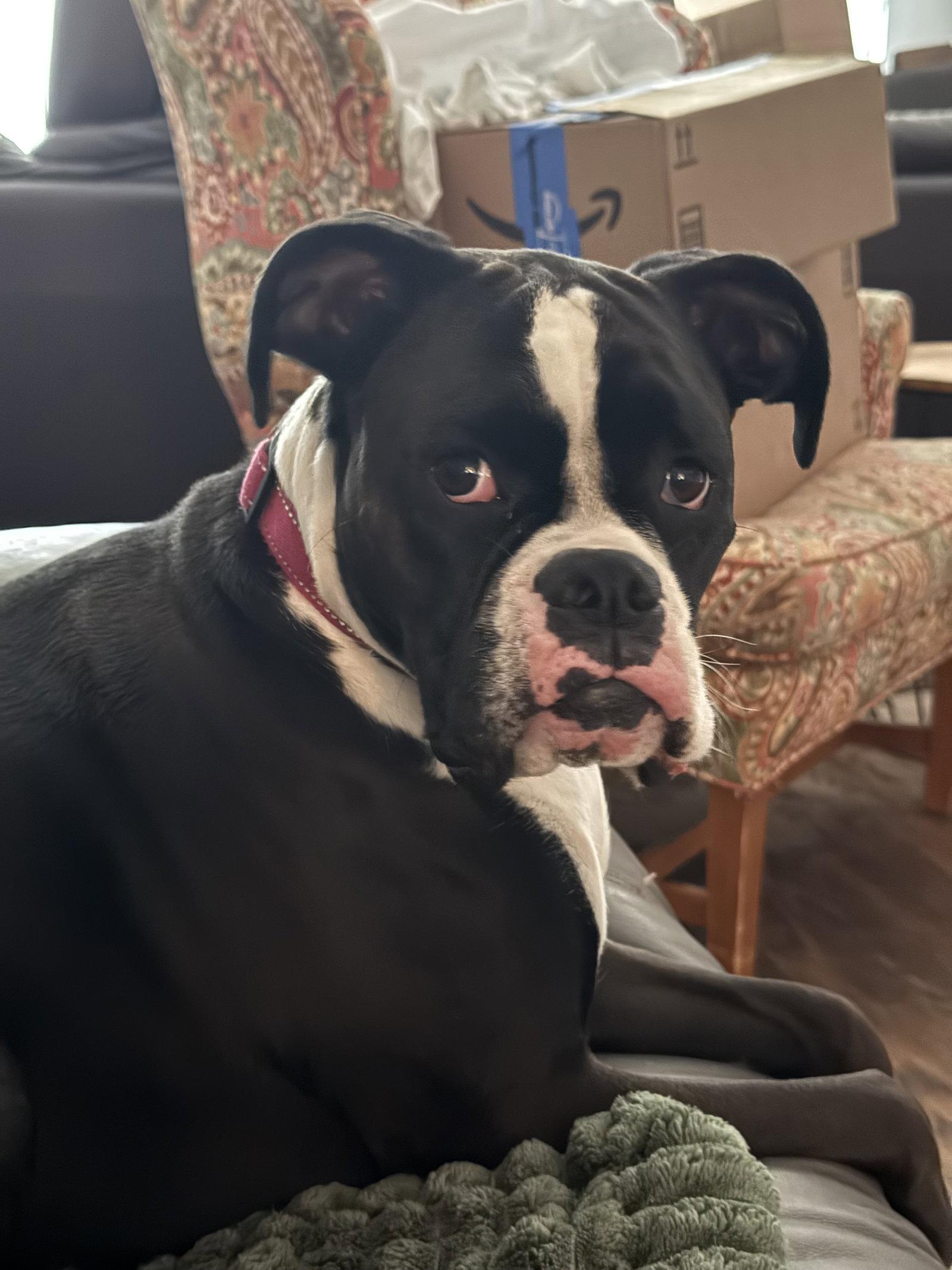 JoJo, Adoptable, Adult Female Boxer.