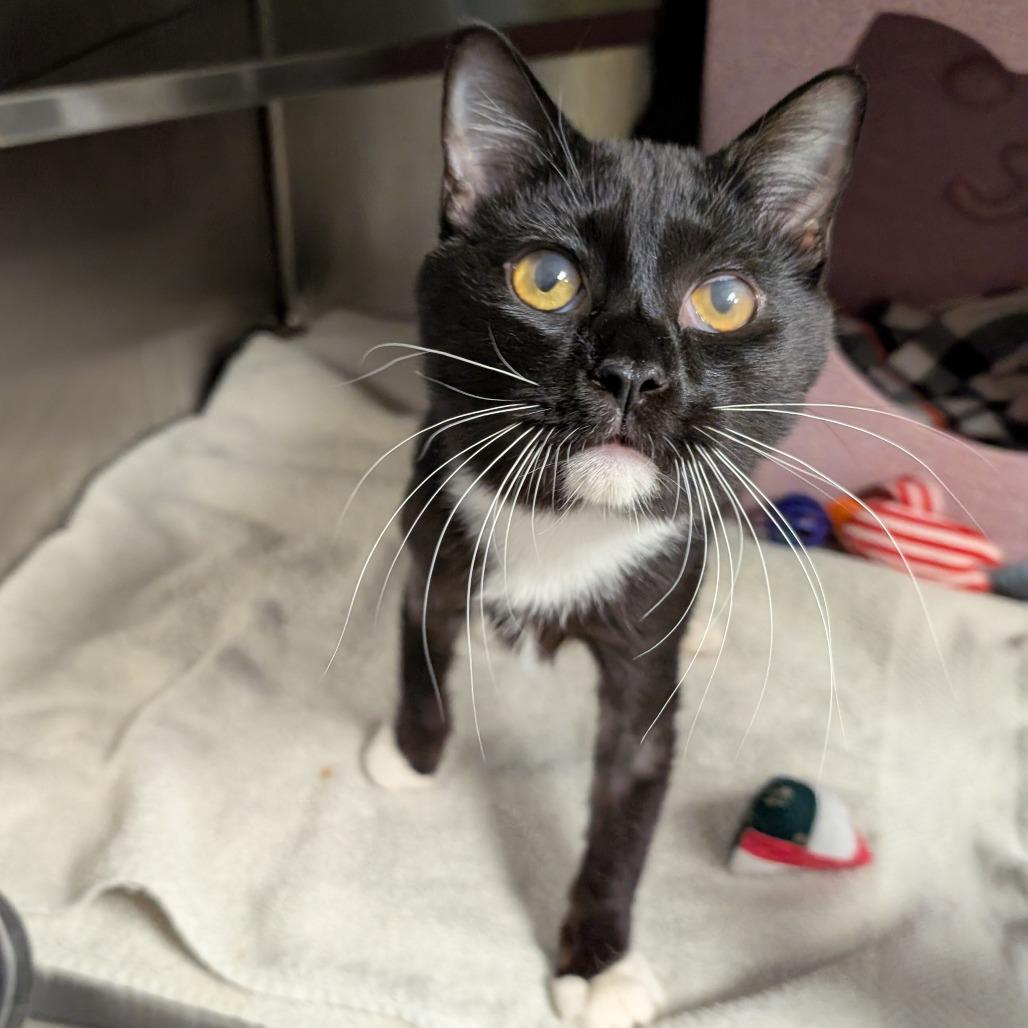 Oscar, Adoptable, Adult Male Domestic Short Hair.