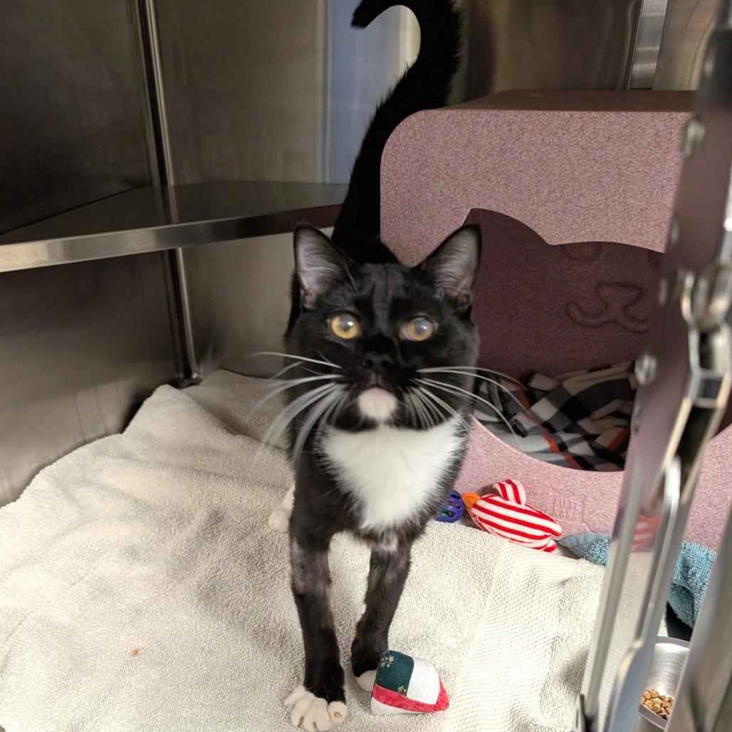 Enlarge Oscar, a Adoptable Domestic Short Hair in Brookfield, WI image 2/3