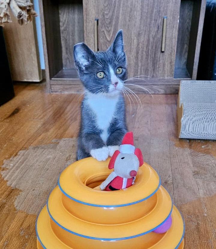 MIKEY - Bonded with Gilligan, Adoptable, Kitten Male Domestic Short Hair.