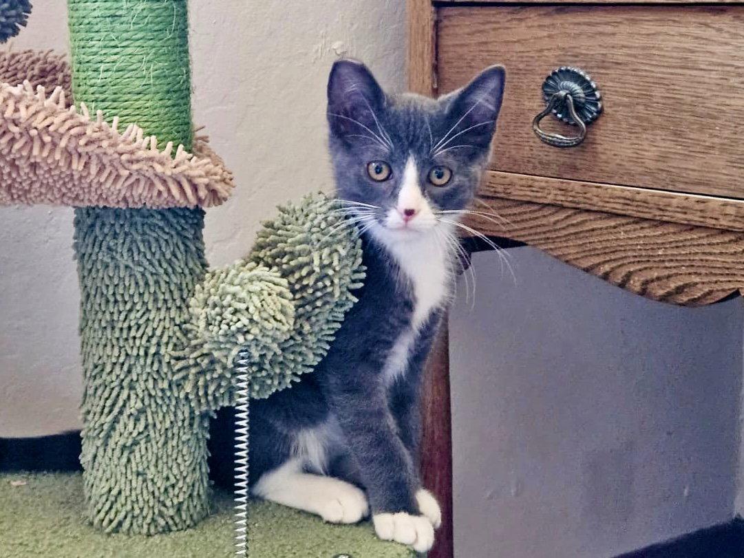 Enlarge MIKEY - Bonded with Gilligan, a Adoptable Domestic Short Hair in Fremont, CA image 2/3