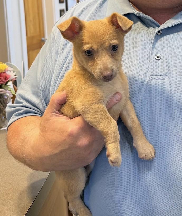 Churro, an adopted mixed breed in Landenberg, PA image 1/3