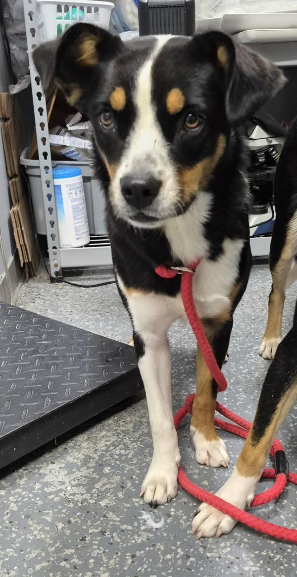 Enlarge Serena, a Adoptable mixed breed in Morristown, TN image 1/1