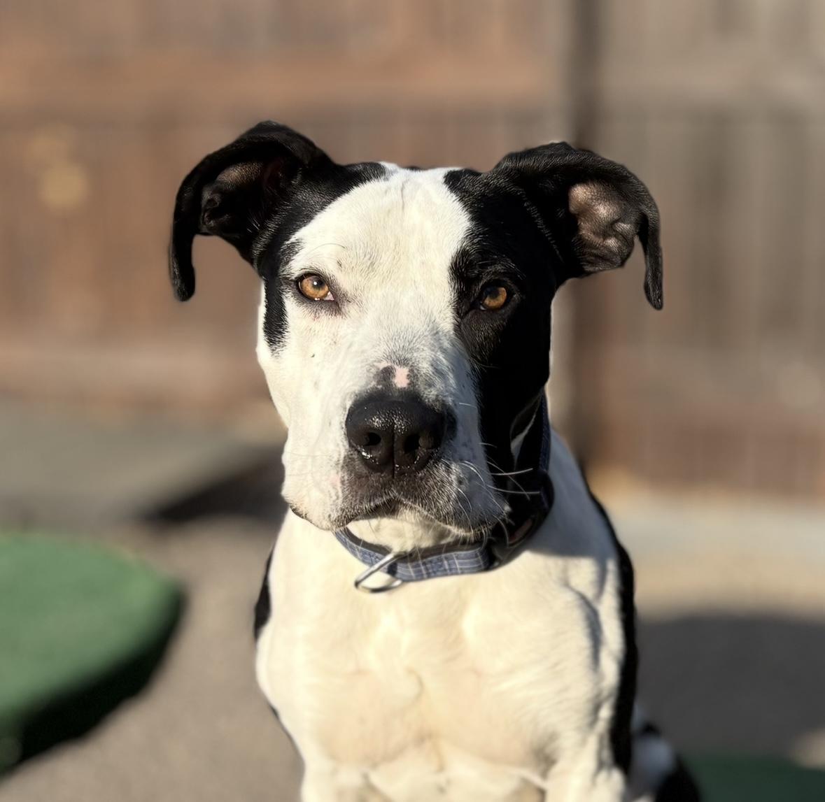 Calzone, a Adopted mixed breed in Rochester, NY image 1/5