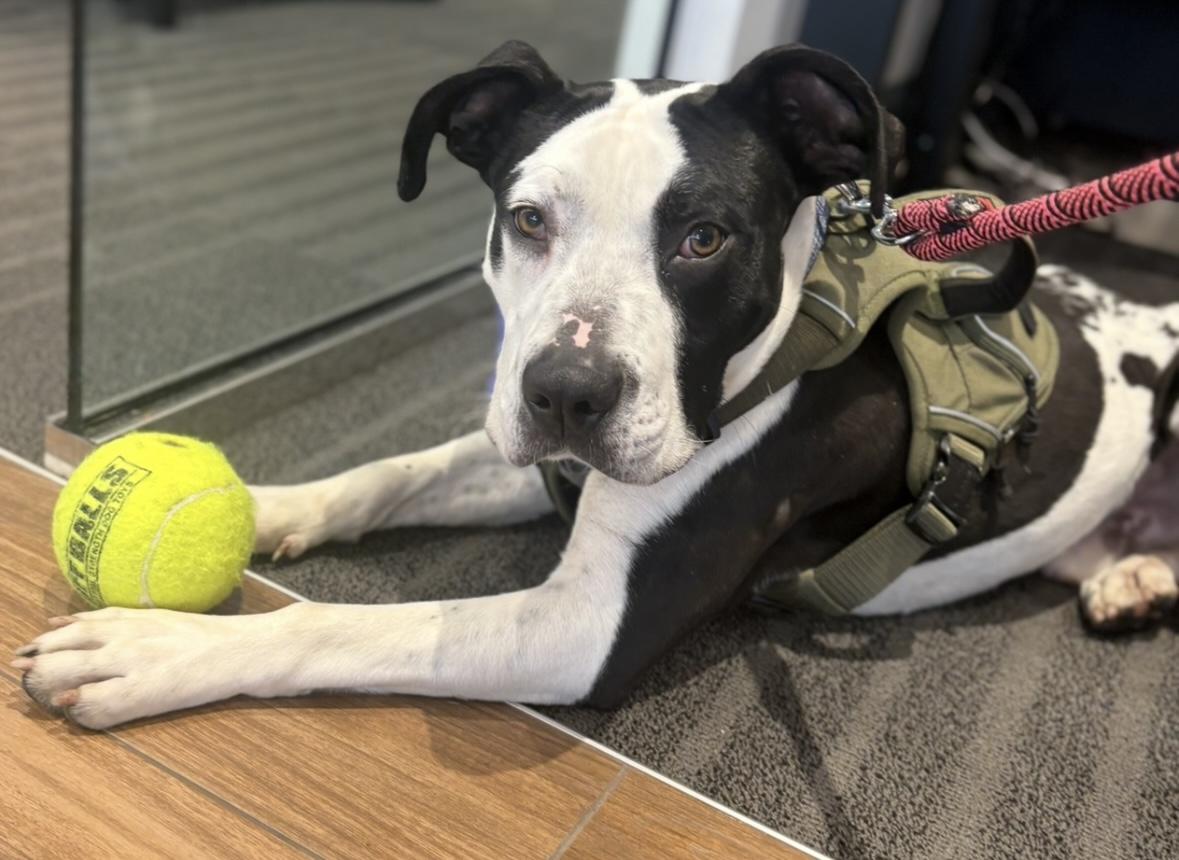 Calzone, a Adopted mixed breed in Rochester, NY image 5/5