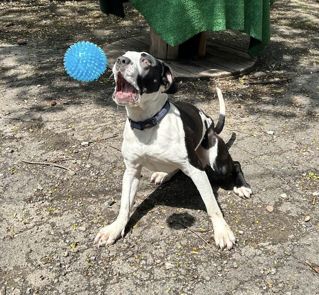 Calzone, a Adopted mixed breed in Rochester, NY image 3/5