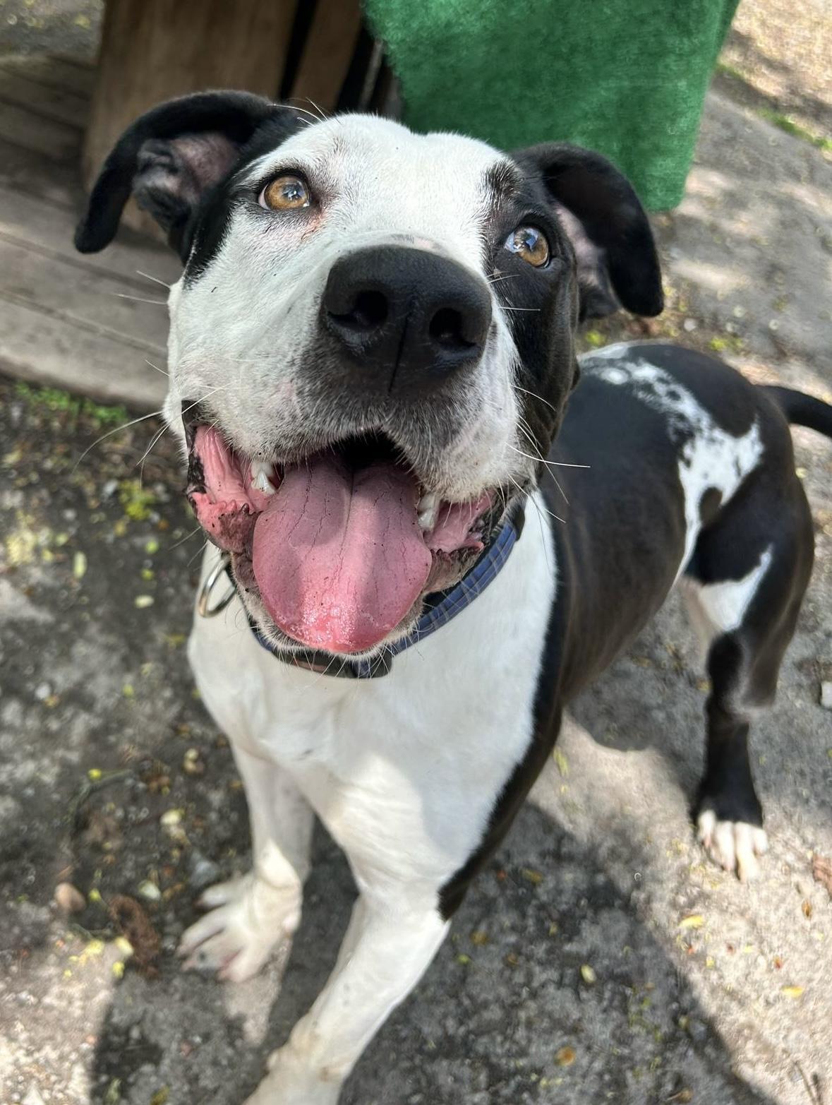 Calzone, a Adopted mixed breed in Rochester, NY image 4/5