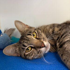 Hotmail, Adoptable, Young Female Domestic Short Hair.