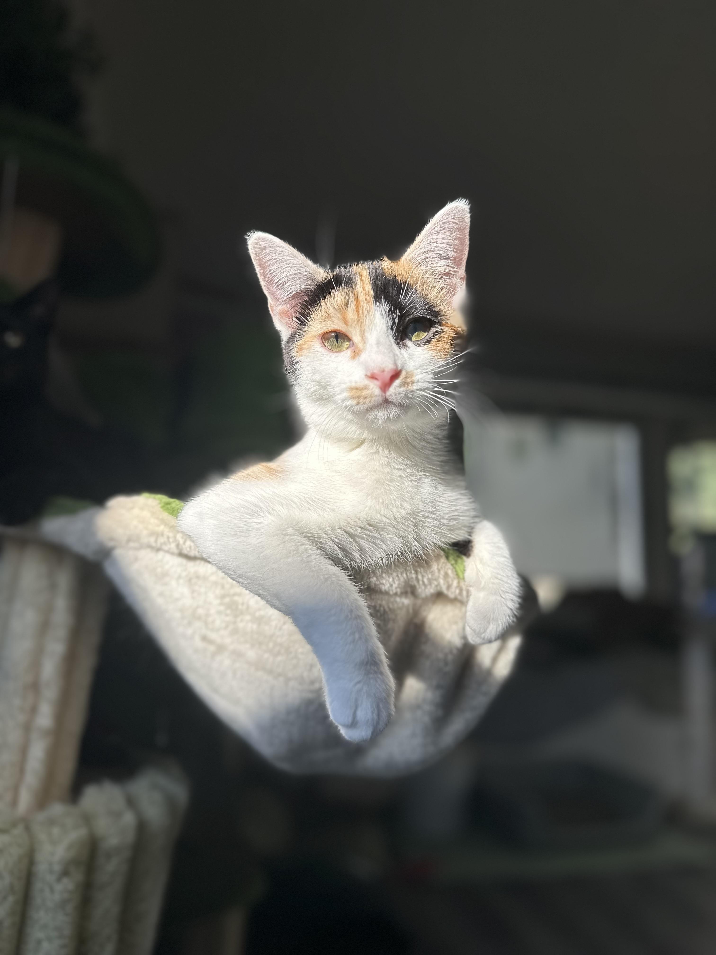 Enlarge Becky, a ADOPTABLE Domestic Short Hair in Garden Grove, CA image 4/4