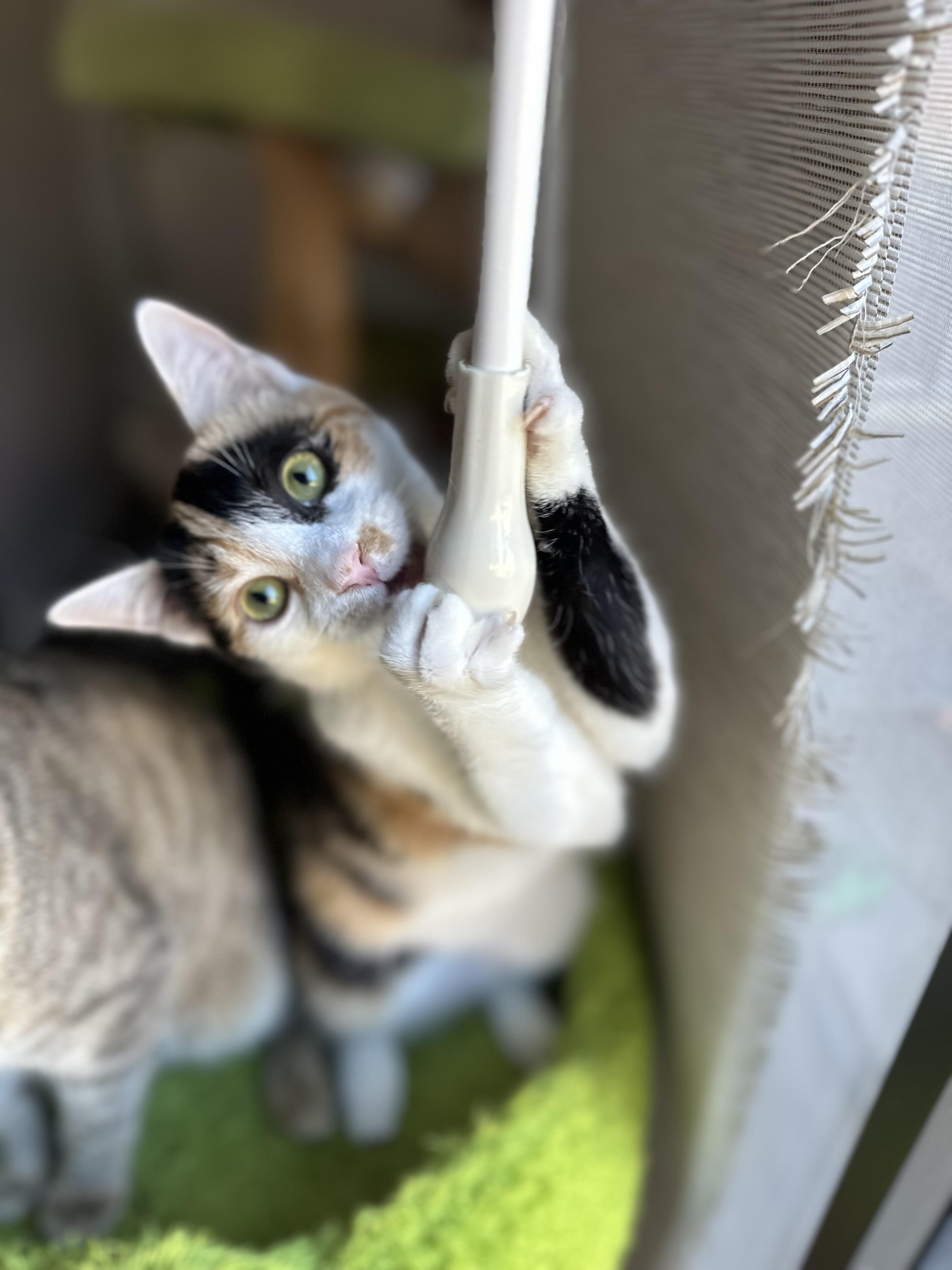 Becky, ADOPTABLE, Young Female Domestic Short Hair.