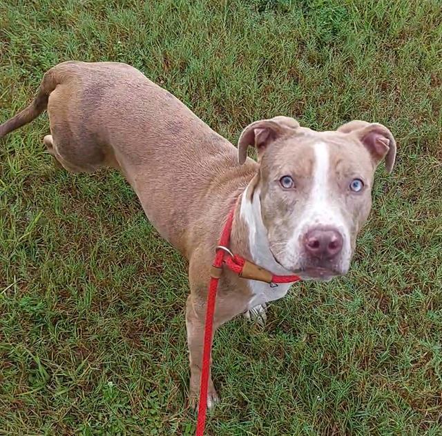 CHRISTIANA, Adoptable, Adult Female American Staffordshire Terrier.