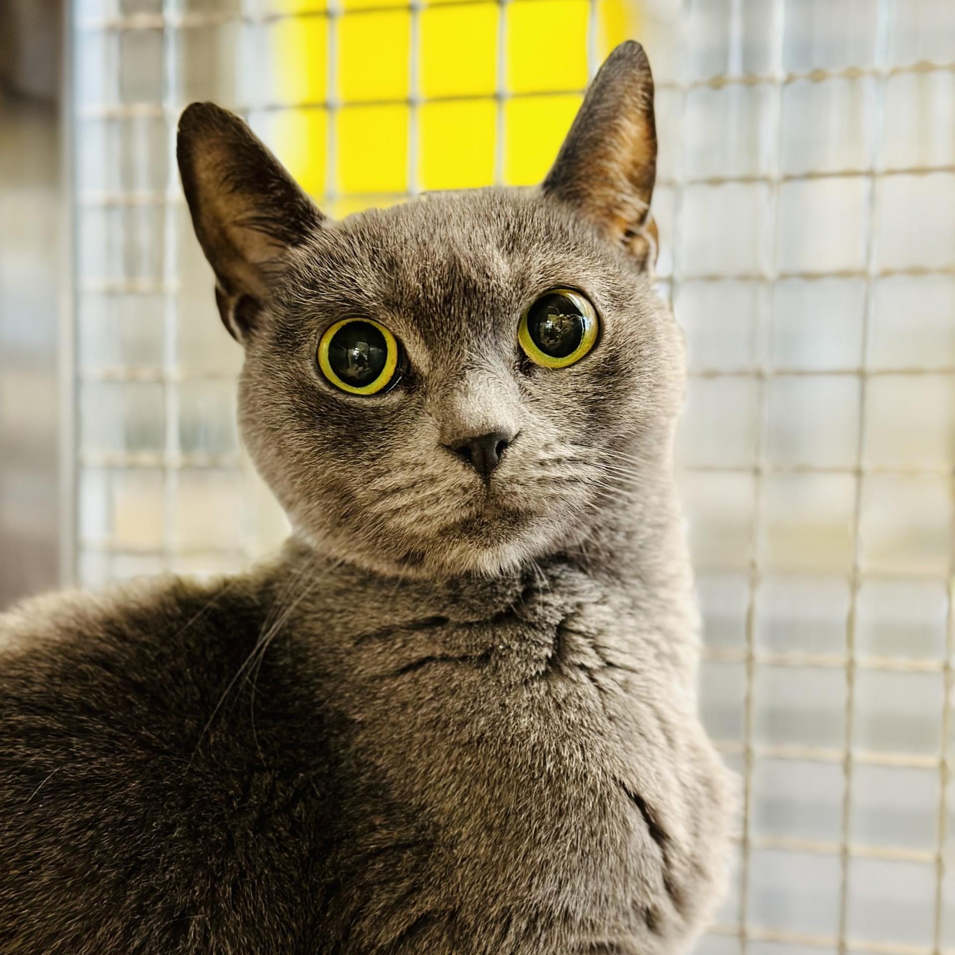 Enlarge Phoebe , a ADOPTABLE Domestic Short Hair in Jackson, NJ image 1/2