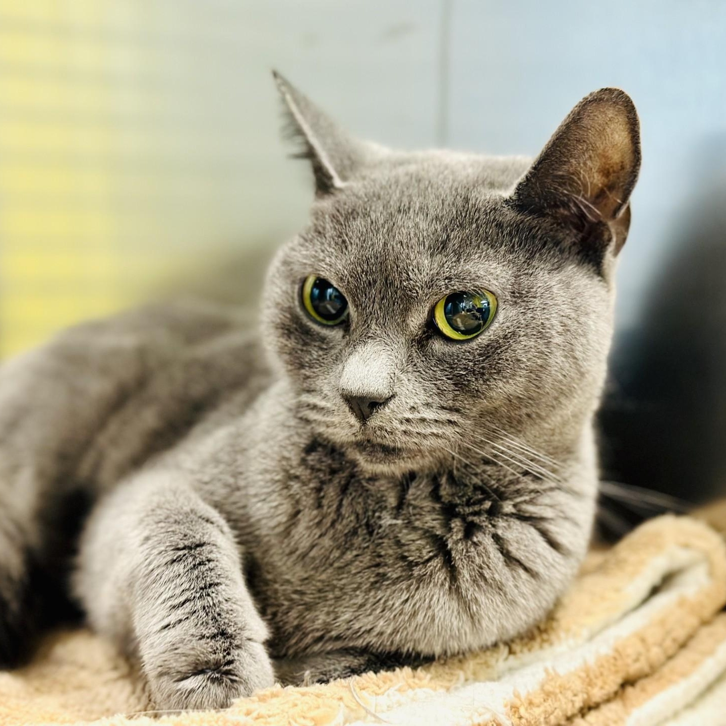 Enlarge Phoebe , a ADOPTABLE Domestic Short Hair in Jackson, NJ image 2/2