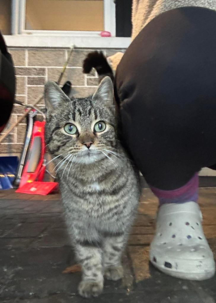 Portia, Adoptable, Young Female Domestic Short Hair.