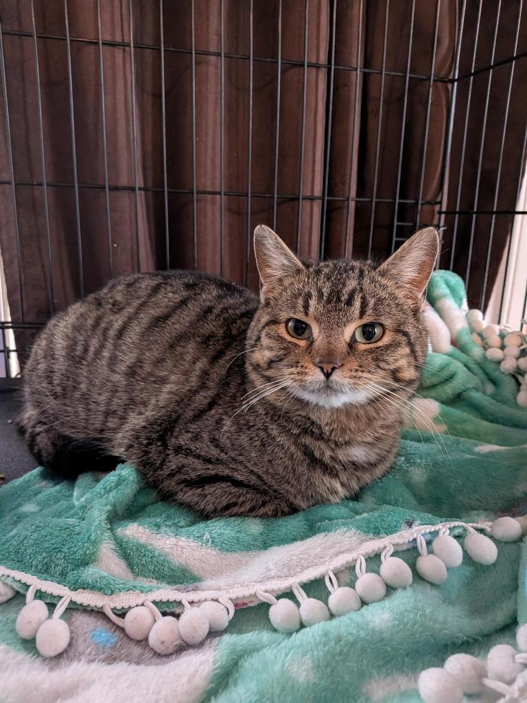 Enlarge Portia, a Adoptable Domestic Short Hair in Arthur, ON image 2/4