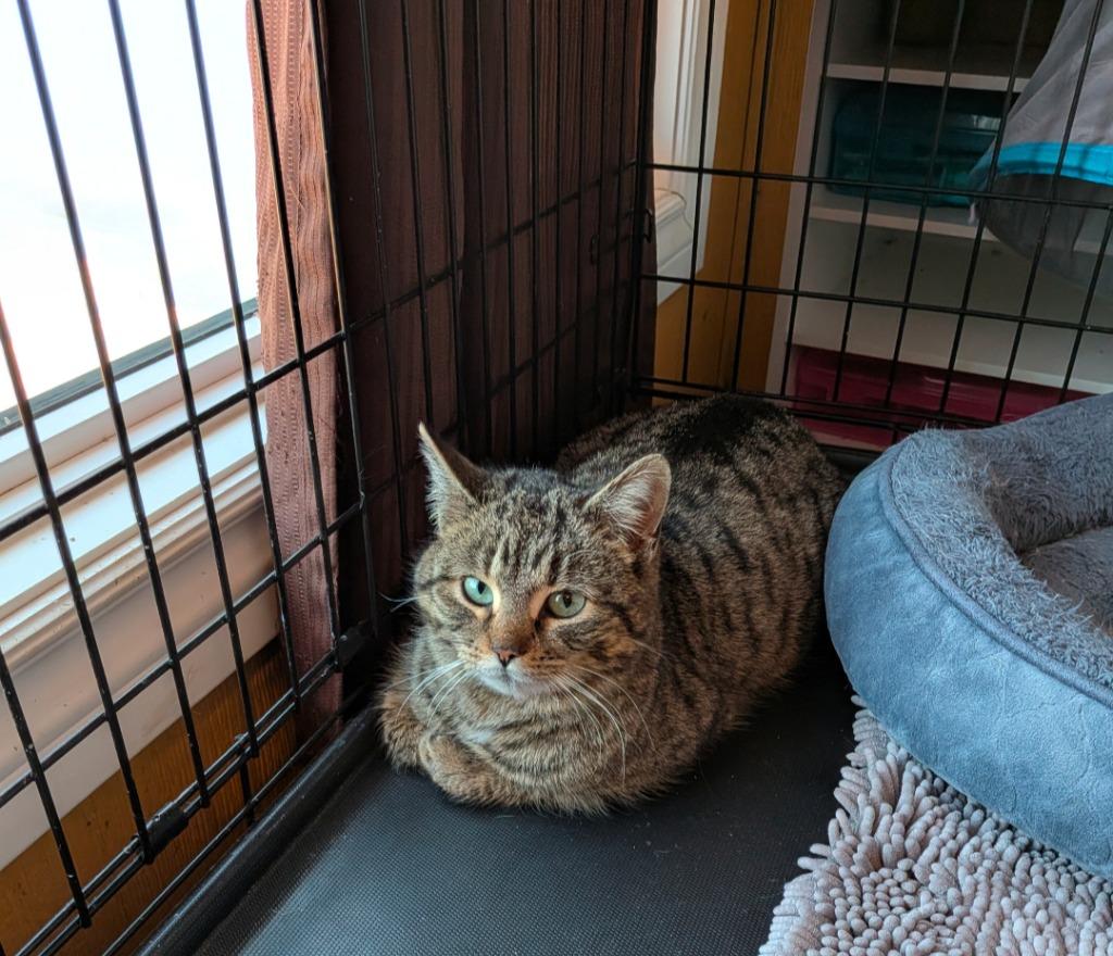 Enlarge Portia, a Adoptable Domestic Short Hair in Arthur, ON image 3/4