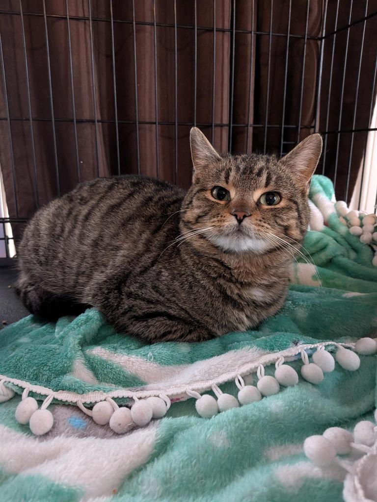 Enlarge Portia, a Adoptable Domestic Short Hair in Arthur, ON image 4/4