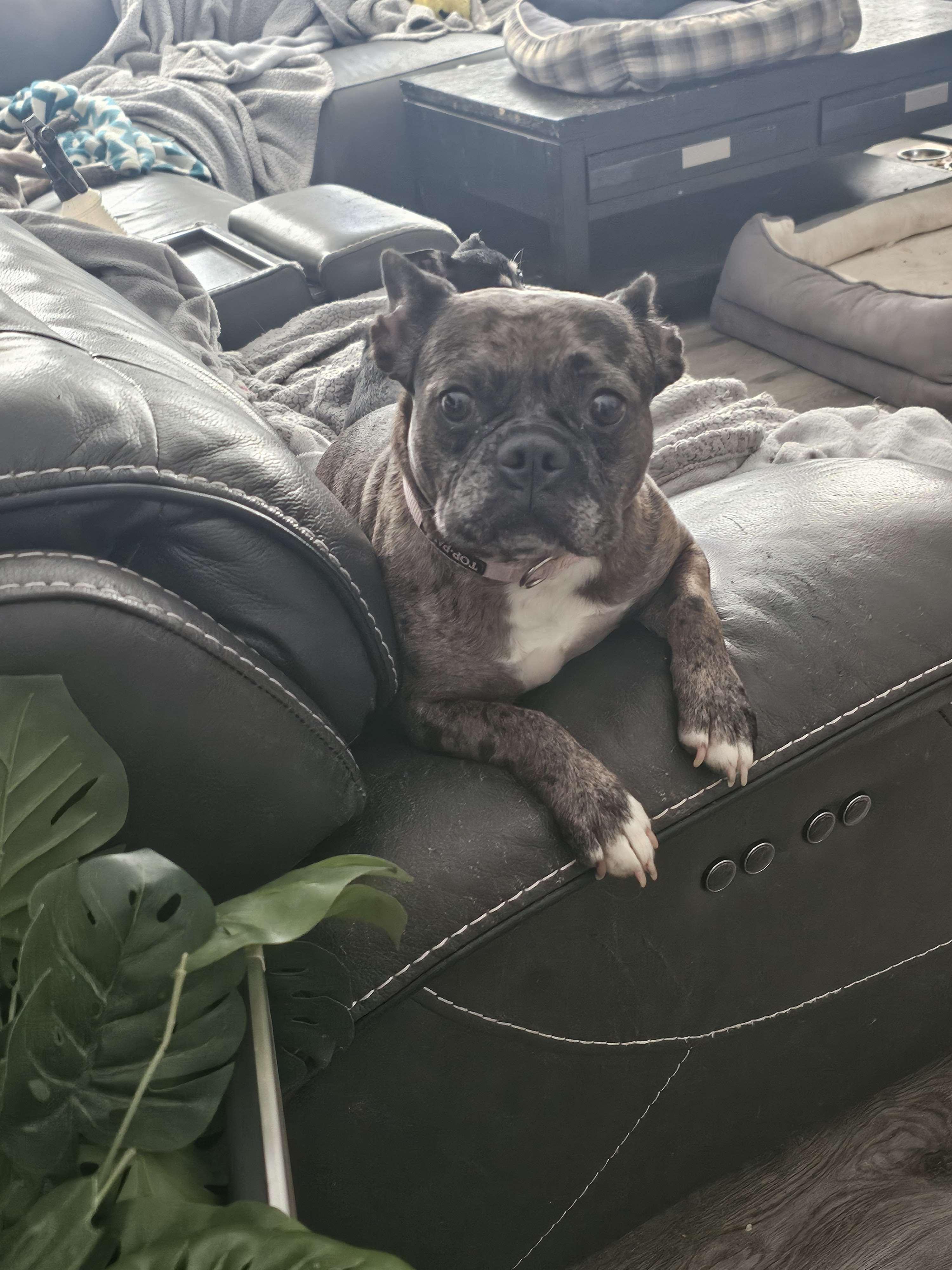 Sunflower, a Adoptable mixed breed in Dayton, OH image 1/5