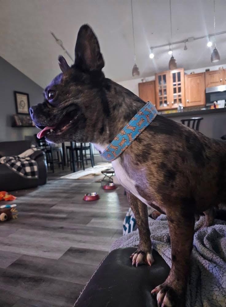 Sunflower, a Adoptable mixed breed in Dayton, OH image 2/5