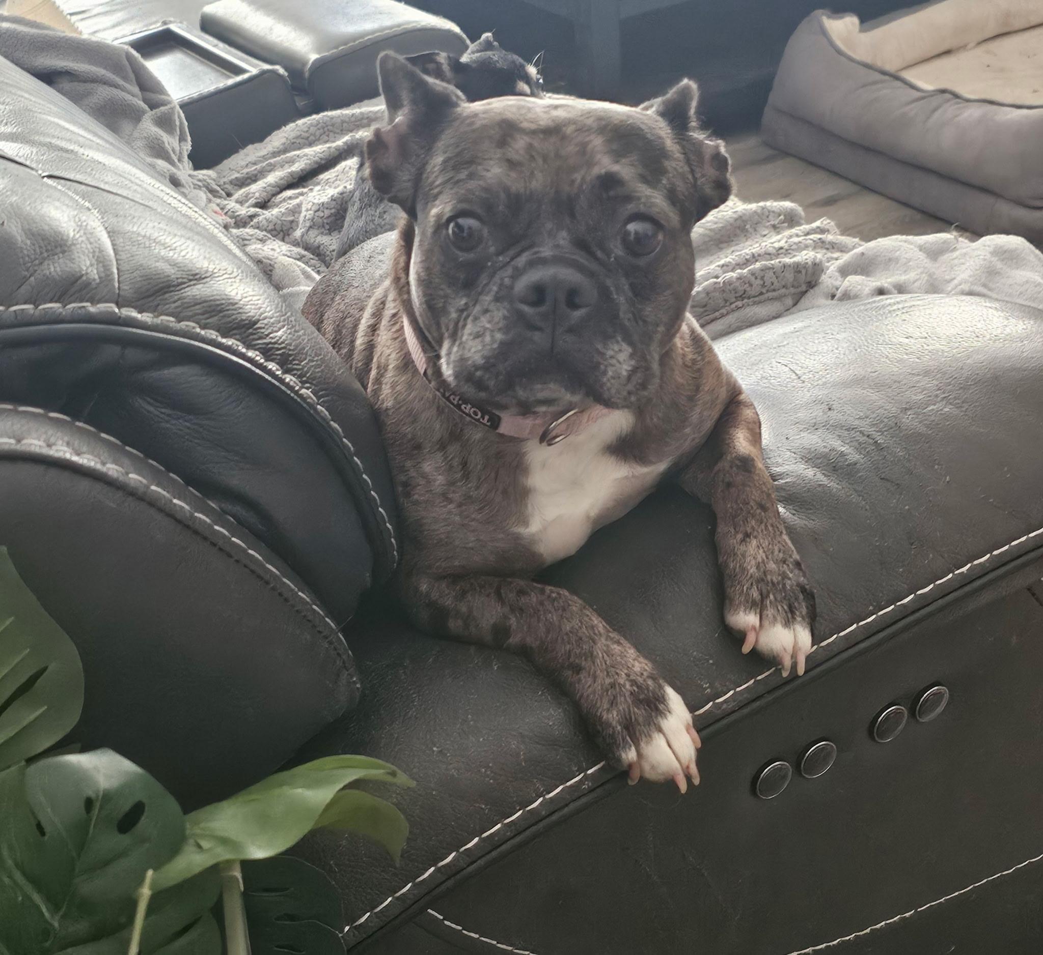 Enlarge Sunflower, a Adoptable mixed breed in Dayton, OH image 1/5