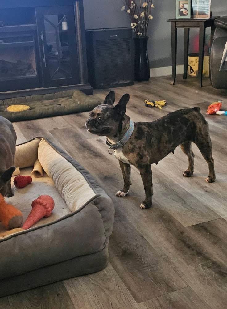 Sunflower, a Adoptable mixed breed in Dayton, OH image 3/5